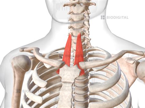 Sternothyroid | BioDigital Anatomy