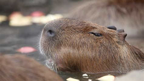 Capybaras Popular at Japanese Zoo This Year