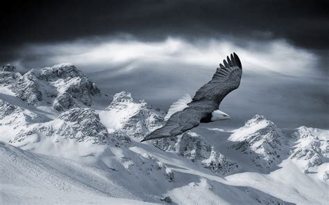 Fond d'écran : aigle, Montagne, ciel, neige, Collines, des oiseaux ...