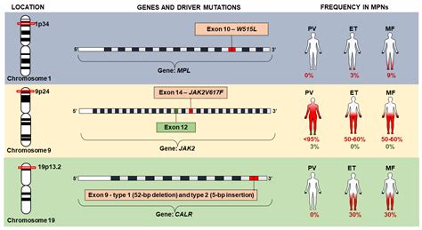 Biomolecules | Free Full-Text | JAK2 Variant Signaling: Genetic ...