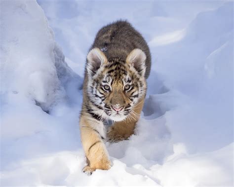 Tiger Cub’s First Walk in the Snow