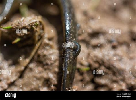 Arizona Tiger Salamander (Ambystoma mavortium nebulosum) from Mesa ...