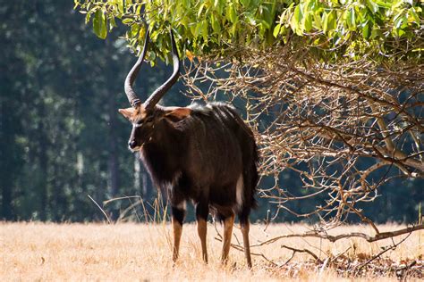 Nyala - Mlilwane Wildlife Sanctuary - Airports and Sunsets