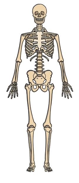 Where is the Smallest Bone in the Body? - Skeleton Science