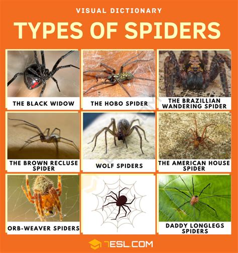 Types of Spiders with Facts and Pictures • 7ESL