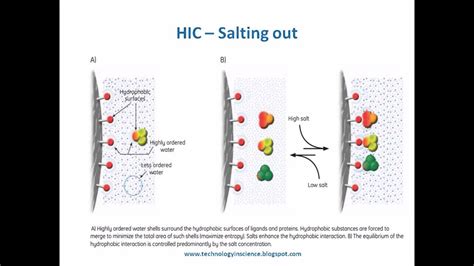 Hydrophobic Interaction Chromatography Theory and Principle - YouTube