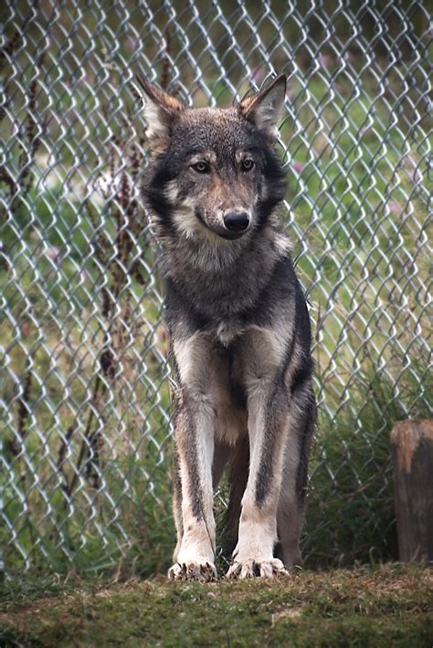 Wolf Cub | Offspring of Motomo and Mai. Taken at the UK Wolf… | Flickr