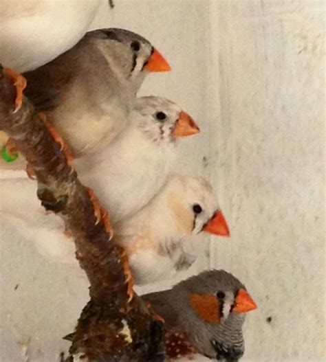 29 best Zebra Finch Cage Setup images on Pinterest | Finch cage, Bird ...