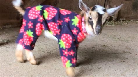 Baby Goats In Pajamas to World: 'It's Called Fashion, Look It Up!'