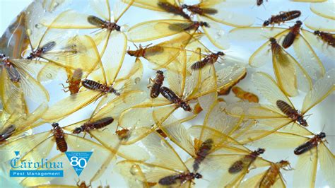 How To Tell Winged Termites From Flying Ants | Carolina Pest Control