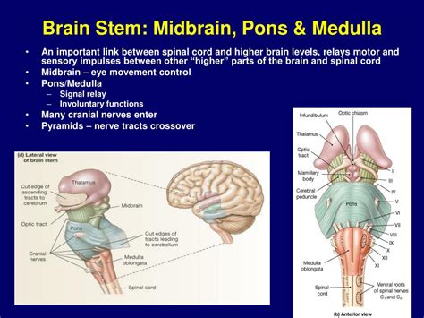 Bookbrain Stem Nuclei ~ Cranial nerve nuclei in brainstem (schema) on ...