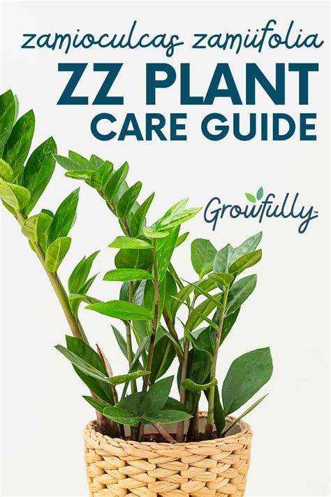 How to Care for a ZZ Plant (Zamioculcas Zamiifolia) - Growfully