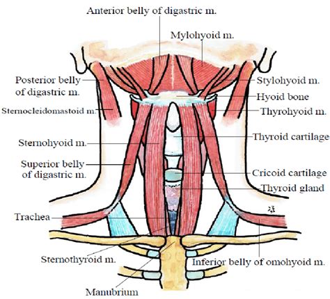 The 8 extrinsic muscles of the larynx. The suprahyoid muscles have four ...