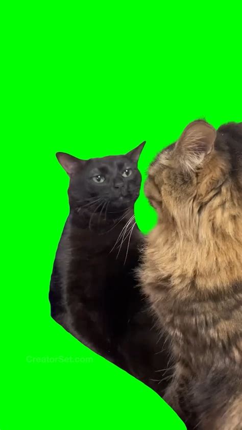 [GREEN SCREEN] Black Cat zoning out Meme Template : r/MemeTemplatesOfficial