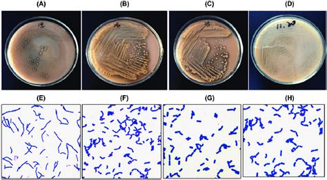 Four Lactobacillus isolates. Colony morphology: Lactobacillus sakei ...