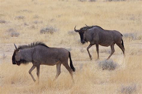 14 Most Interesting Animals in Namibia (with Photos) - WildlifeTrip