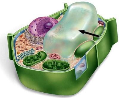 Vacuole: Definition, Structure, Function and Role in the Cell