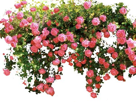 Tree photoshop, Climbing roses, Plant decor