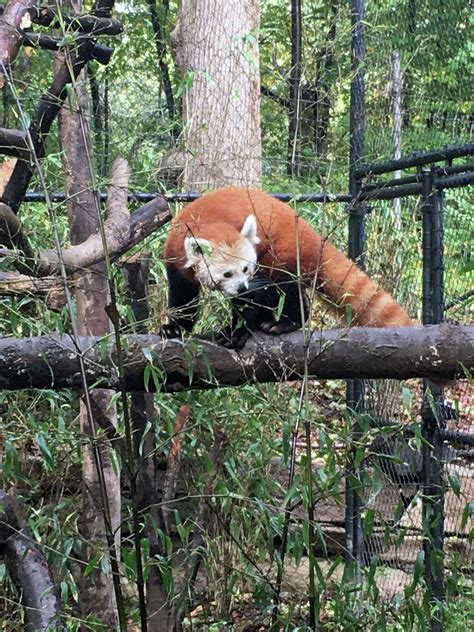 Beardsley Zoo unveils new red panda habitat