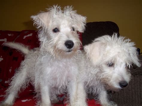 Westiepoo (West Highland White Terrier/Poodle Mix) Info, Puppies, Pictures