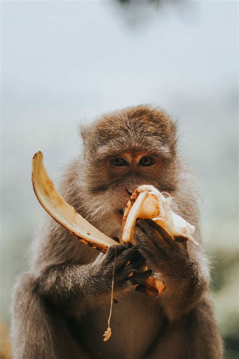 1366x768px | free download | HD wallpaper: monkey eating banana, close ...