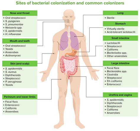 Surgical Infections | Concise Medical Knowledge