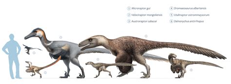 Dromaeosaur collection from Wiki. They're impressive with or without ...