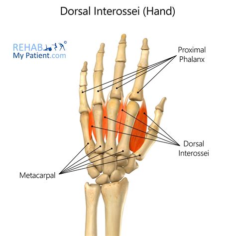 Dorsal Interosseous Muscles Of Right Hand BioDigital, 45% OFF