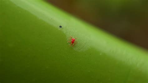 What Are Chiggers & How Do You Get Rid of Them? | Sharp Lawn Care