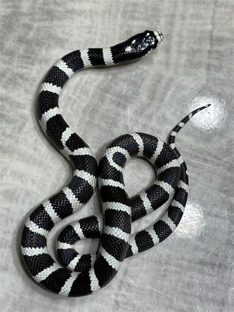 Black and White King Snake - BioExpedition