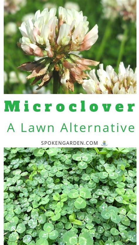 Microclover: What It Is and Why You Should Use It – DIY Garden Minute ...