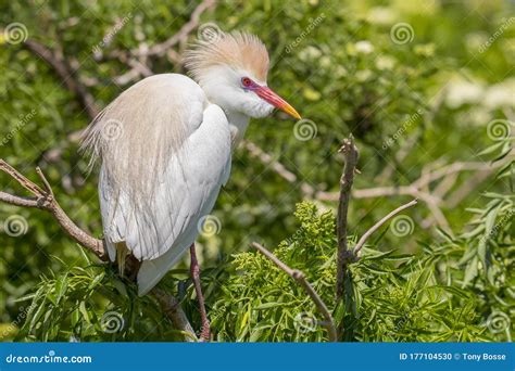 Cattle Egret with Ruffled Breeding Feathers Stock Photo - Image of ...