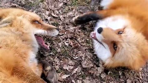 Fox Laughing Meme - Funny Memes