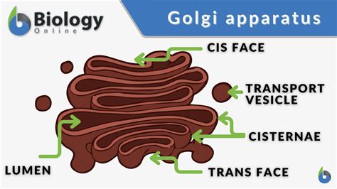 Golgi Apparatus Structure And Function With Diagram