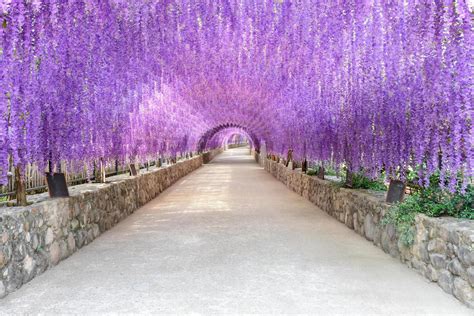 Wisteria Tunnel Stock Photos, Images and Backgrounds for Free Download