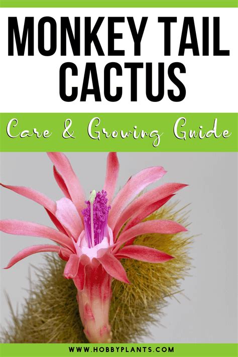 Monkey Tail Cactus Care & Growing Guide - Hobby Plants