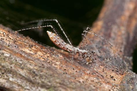 Melvyn's Photography: Reduviidae, Assassin Bug