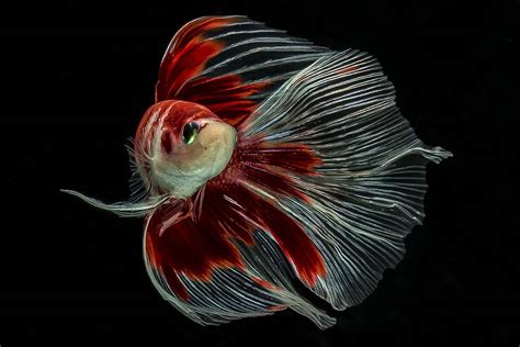 Tips & Tricks: Aquarium Photography for Betta Fishes