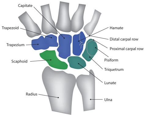 Capitate Trapezoid