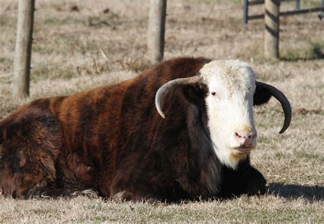 early beefalo breeding stock - Google Search Rare Animals, Unique ...