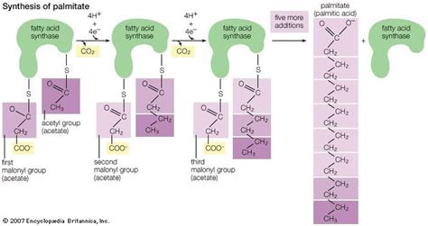 Palmitic acid | chemical compound | Britannica.com