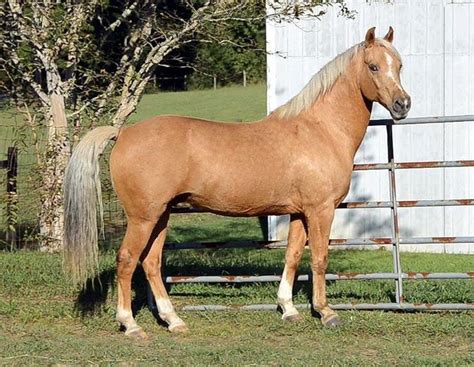 3504 best Horses: Palomino shades images on Pinterest