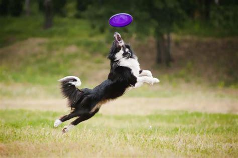 9 of the Best Dog Breeds for Playing Frisbee (w/ Pictures)