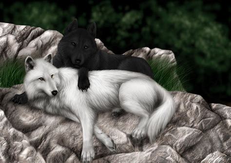 HD wallpaper: two black and white wolves illustration, Animal, Wolf ...