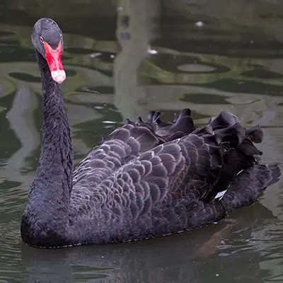 7 Swan Species & Swan Types (How to Identify) - Pond Informer