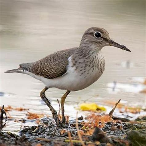 Do sandpiper birds migrate? - DIY Seattle