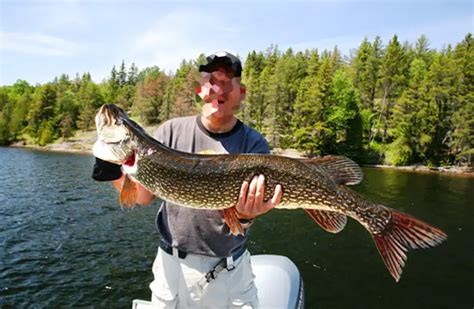 Northern Pike - Description, Habitat, Image, Diet, and Interesting Facts