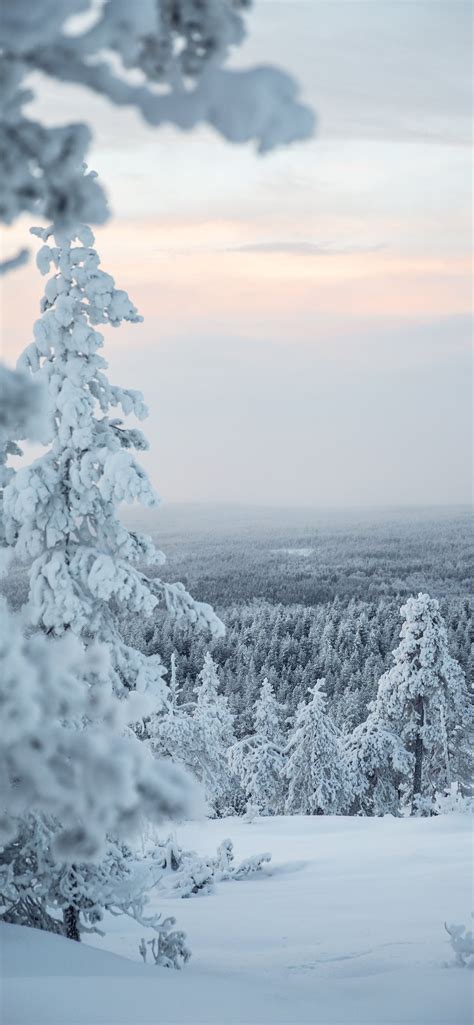 white snow covered tree during daytime iPhone Wallpapers Free Download