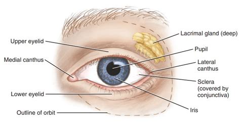 What is an Eye canthal Tilt? Why is a positive tilt more attractive ...