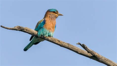 Checklist of the Birds of Karnataka | Bubo Birding